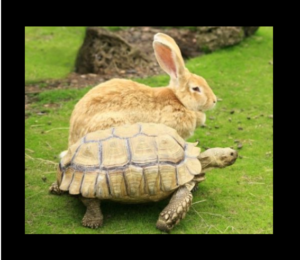 Tortoise and the hare story, tortoise and rabbit story