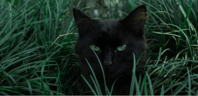 black cat superstitions