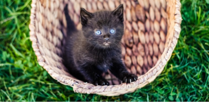 superstition of black cat, good or bad?