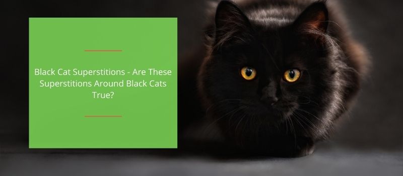 superstitions around black cats
