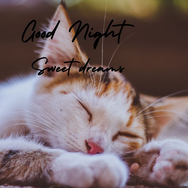 cute cat good night images