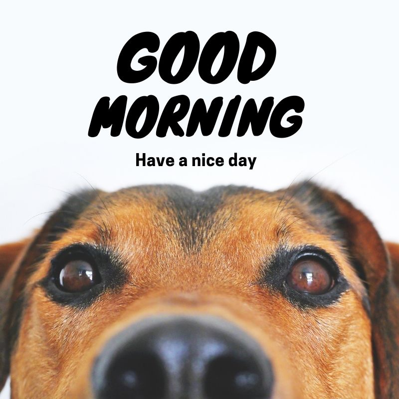 good morning dog images