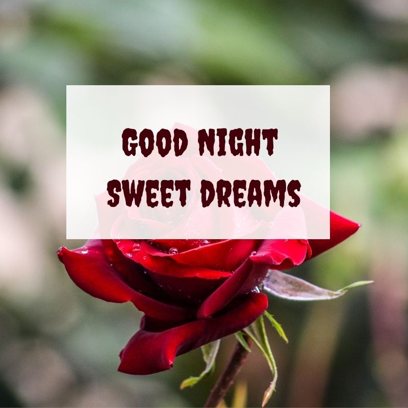 good night beautiful flower hd images
