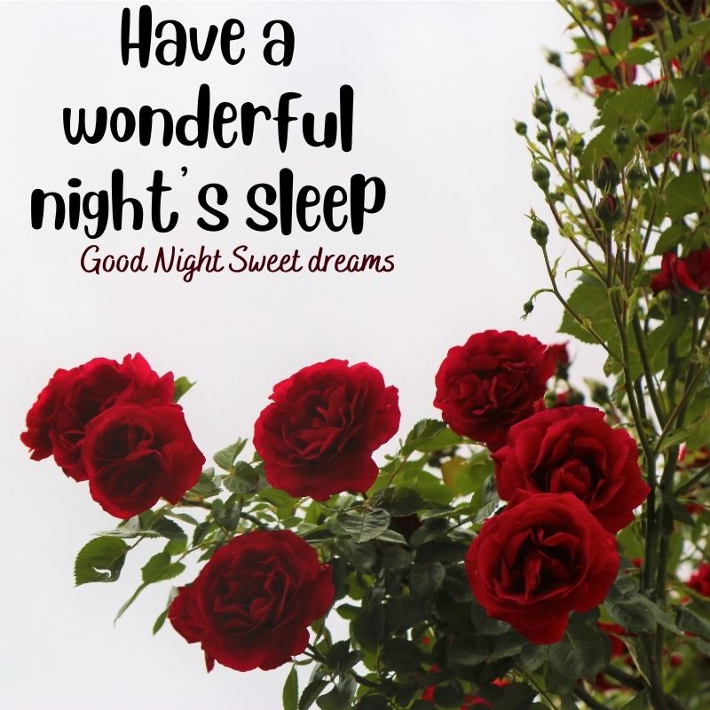good night rose pictures