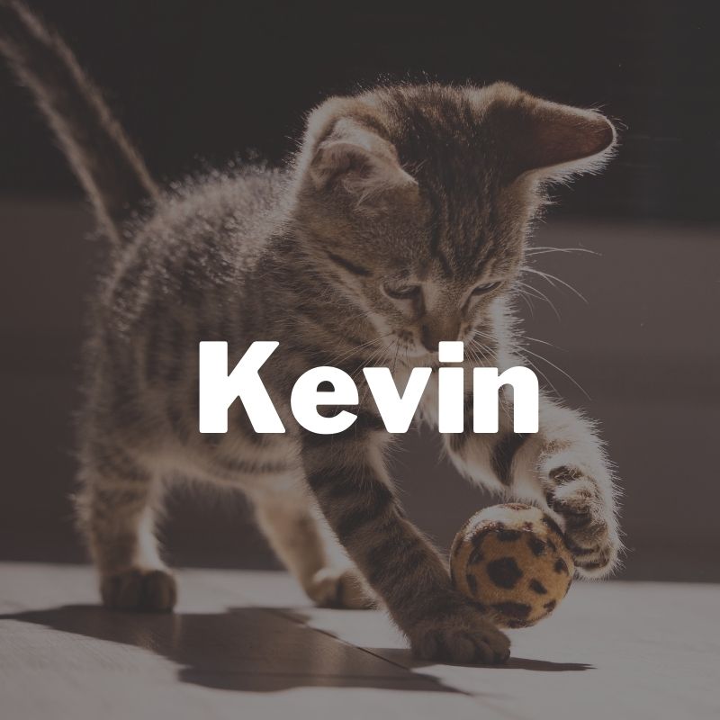 cute name for male kitten