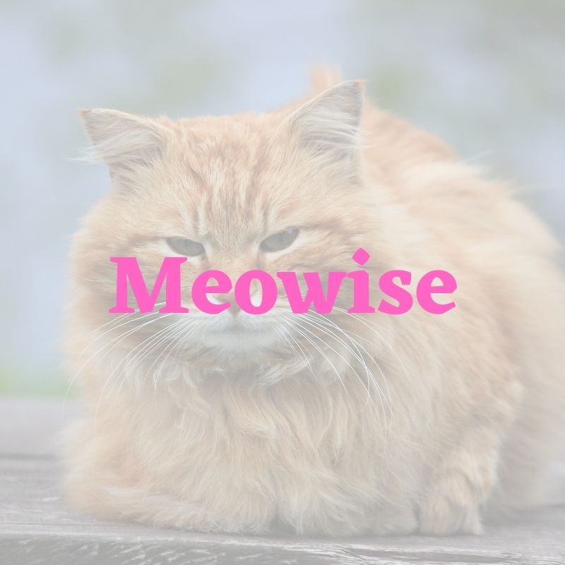 unique name for female cat