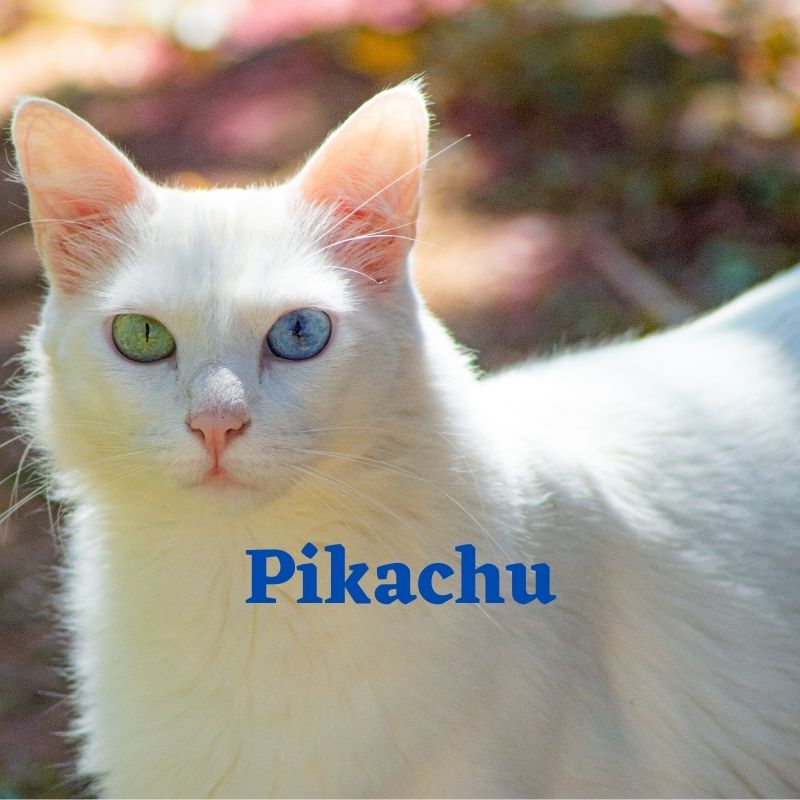cute name for cat