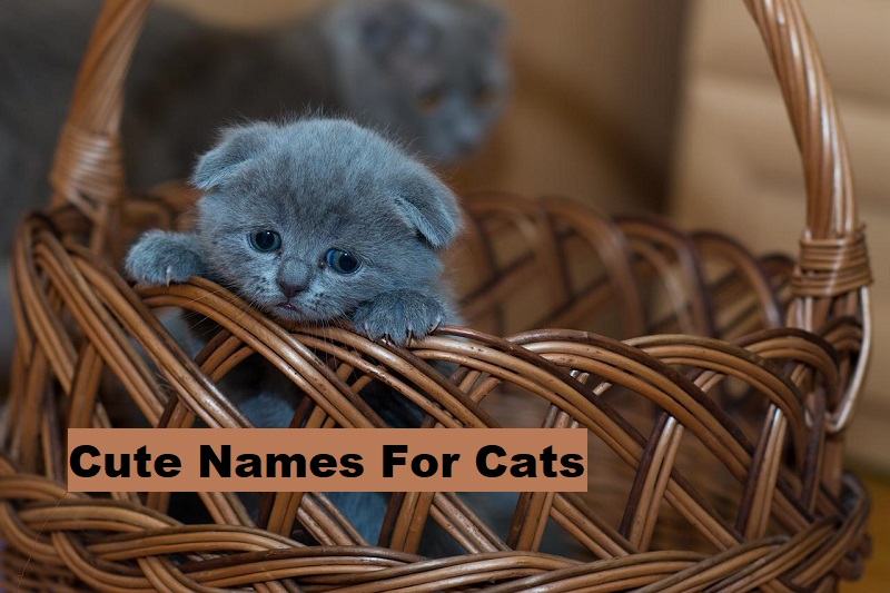 cute names for cats