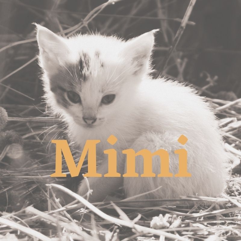 best female kitten names
