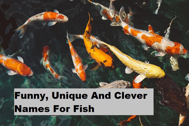 Funny and Unique names for fish