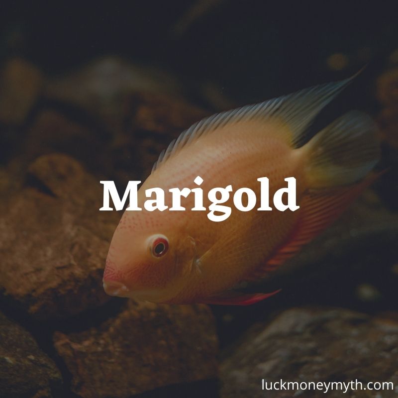 funny fish name ideas