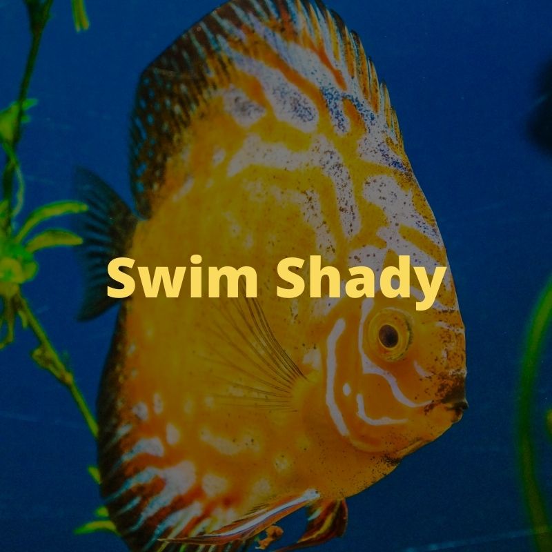 best funny fish name