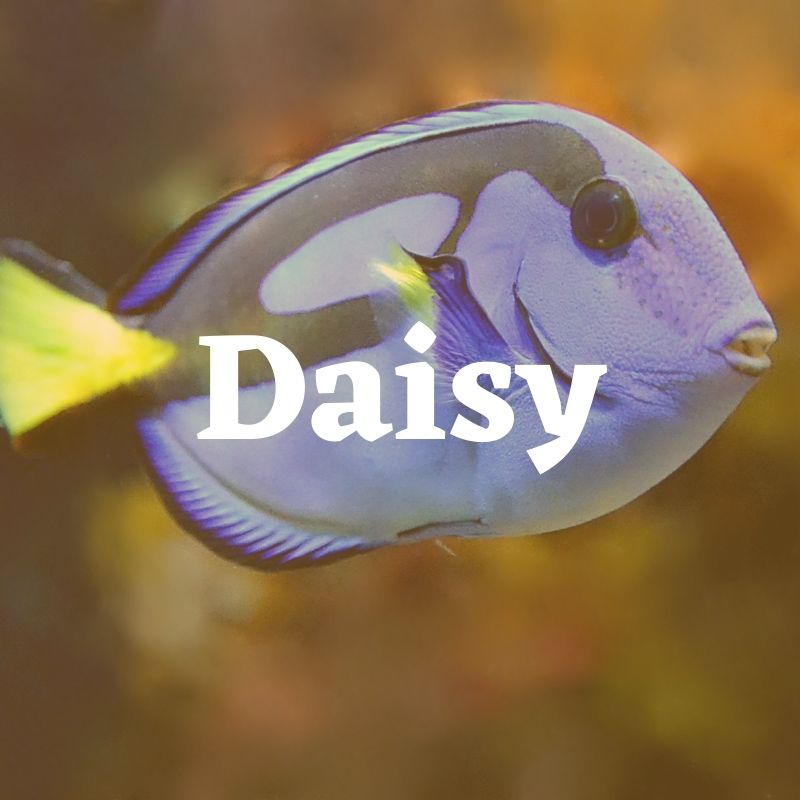 funny female fish names