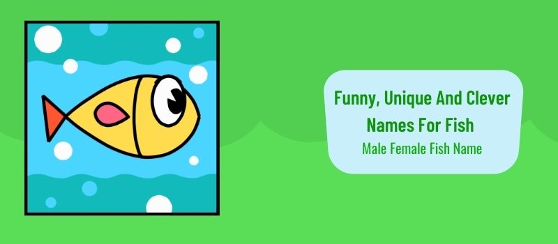 funny unique and clever names for fish