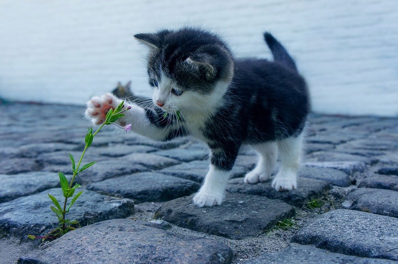 Male kitten name