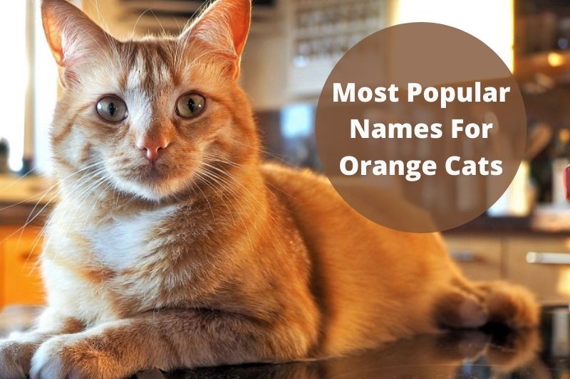 most popular name for orange cat