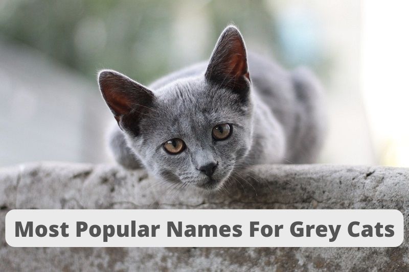 most popular names for grey cat