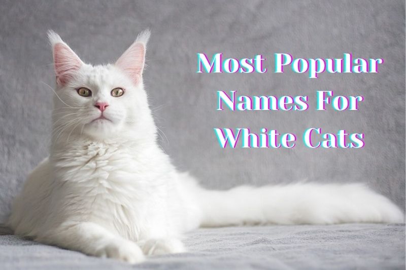 most popular names for white cat