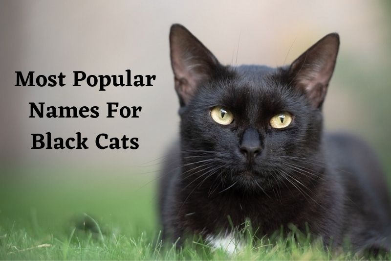 popular names for black cat
