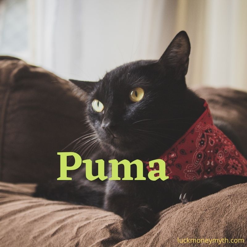 popular male names for black cat