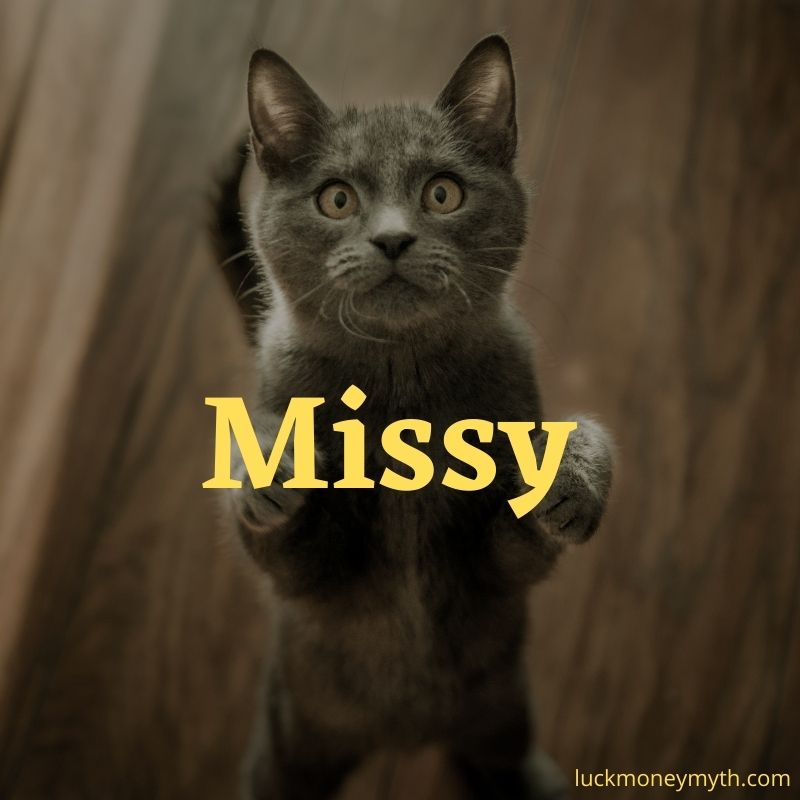 populer name for female grey cat