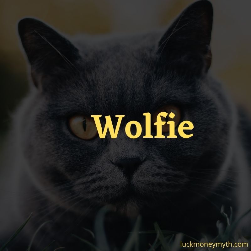 unique female grey cat names