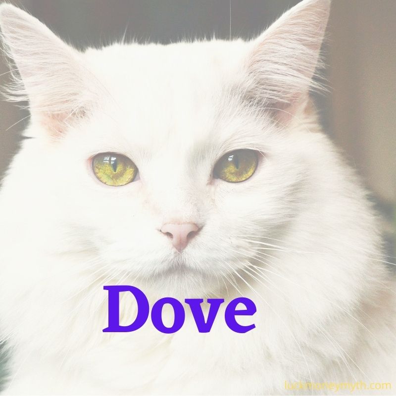 unique female white cat names