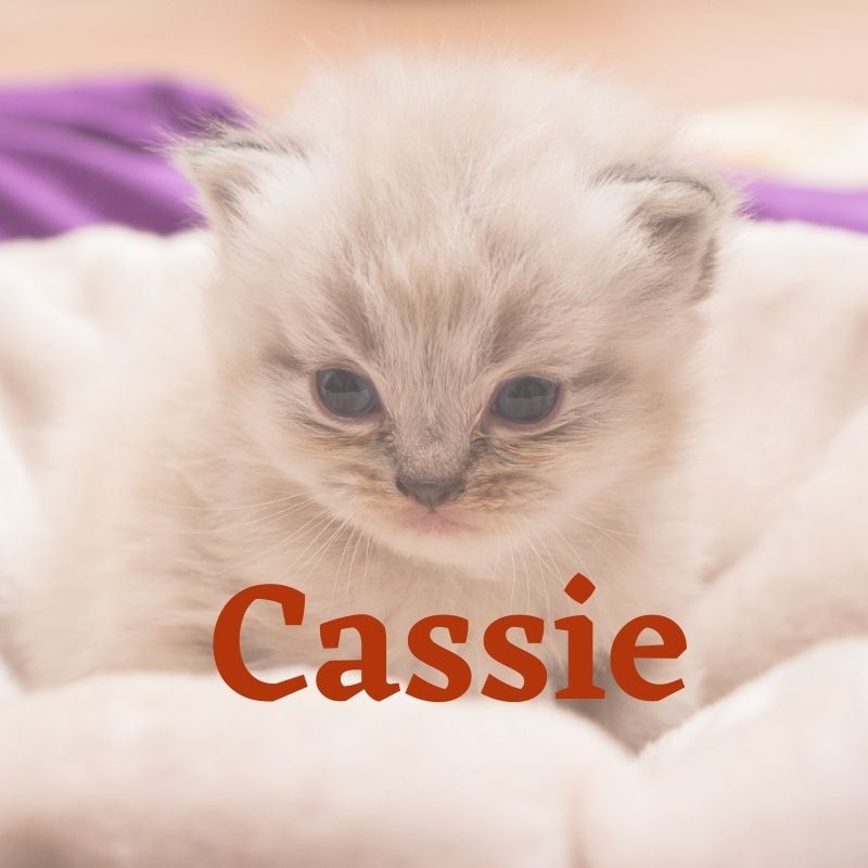 cute female name for cat