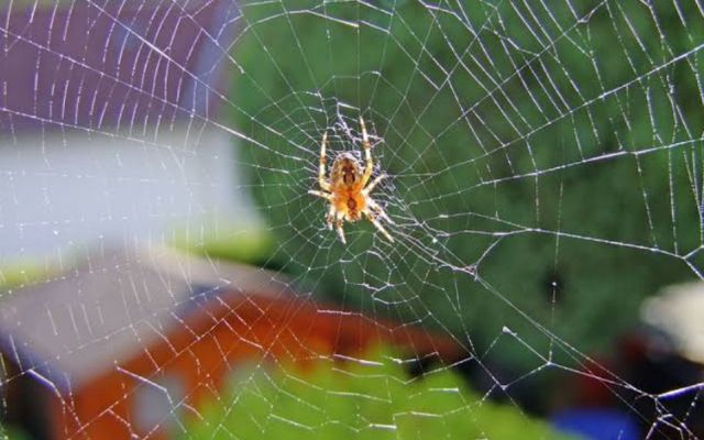 dreaming of spider making web, giant spider dreams