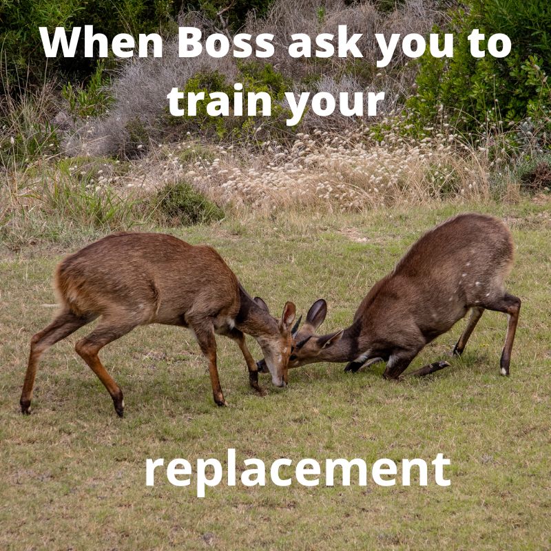 funniest boss office memes