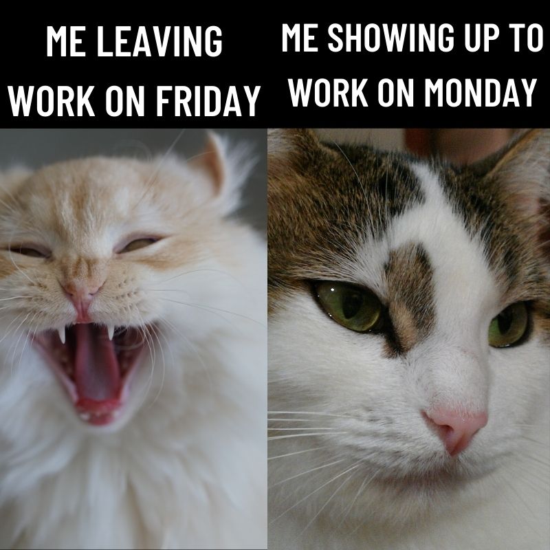 monday memes for employee